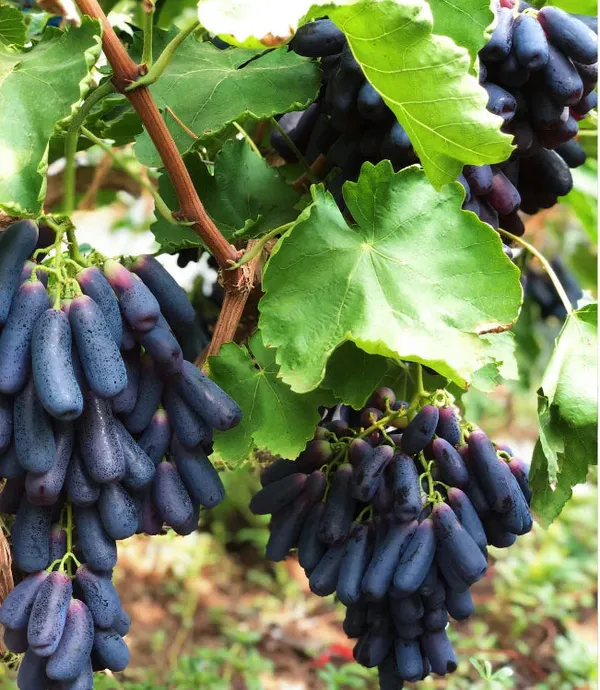 Sweet_Sapphire_Grape_Seeds_|_Limited_Stock_|_Order_Now