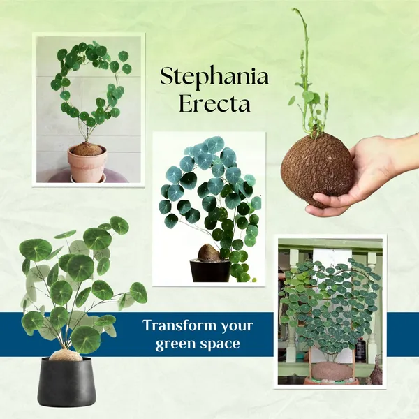 Stephania_Erecta_Plant_|_🔥FLAT_50%_OFF_SALE🔥
