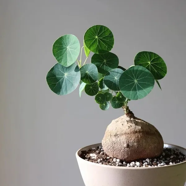 Stephania_Erecta_Plant_|_🔥FLAT_50%_OFF_SALE🔥