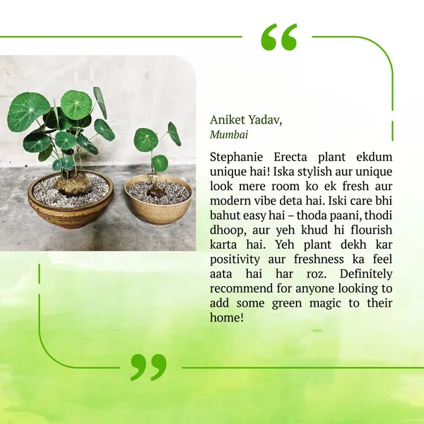 Stephania_Erecta_Plant_|_🔥FLAT_50%_OFF_SALE🔥