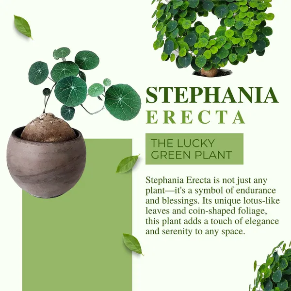Stephania_Erecta_Plant_|_🔥FLAT_50%_OFF_SALE🔥