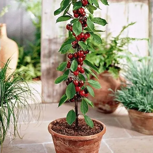 Hybrid_Rainier_Cherry_Fruit_Seeds_|_🔥GET_PLANT_GROWTH_SERUM_FREE_🔥