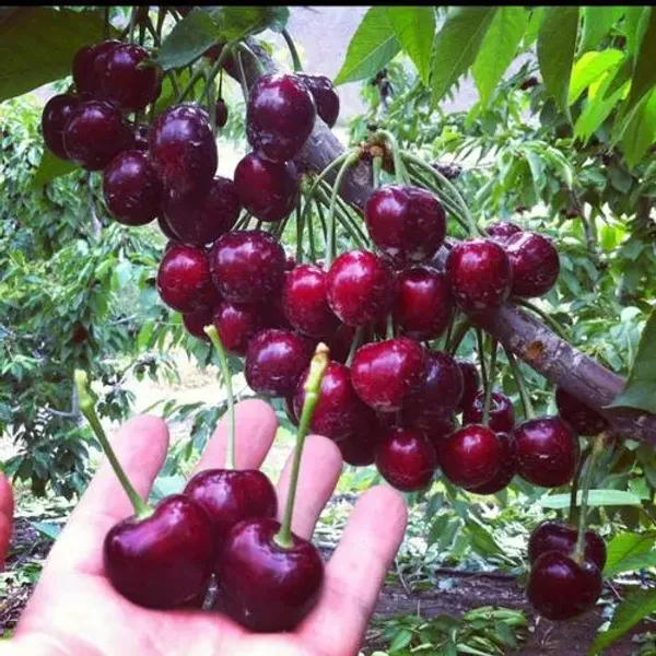 Hybrid_Rainier_Cherry_Fruit_Seeds_|_🔥GET_PLANT_GROWTH_SERUM_FREE_🔥