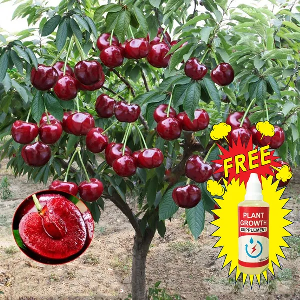 Hybrid_Rainier_Cherry_Fruit_Seeds_|_🔥GET_PLANT_GROWTH_SERUM_FREE_🔥
