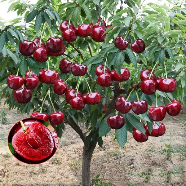 Hybrid_Rainier_Cherry_Fruit_Seeds_|_🔥GET_PLANT_GROWTH_SERUM_FREE_🔥