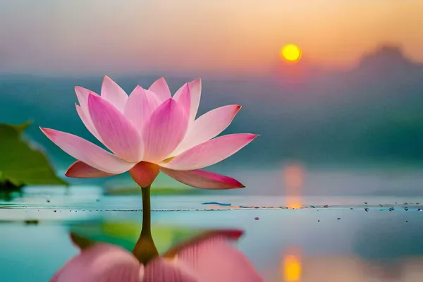 Hybrid_Japanese_Bonsai_Lotus_Seeds_|_🔥FLAT_58%_OFF_SALE🔥