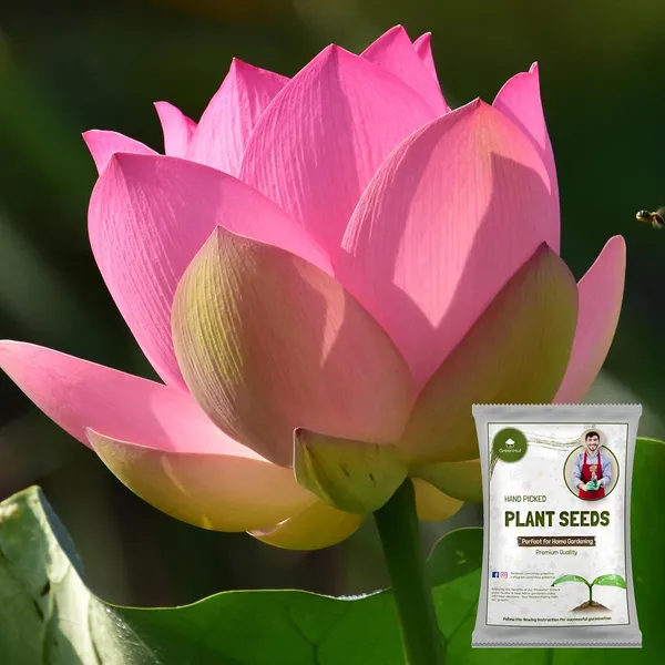 Hybrid_Japanese_Bonsai_Lotus_Seeds_|_🔥FLAT_58%_OFF_SALE🔥