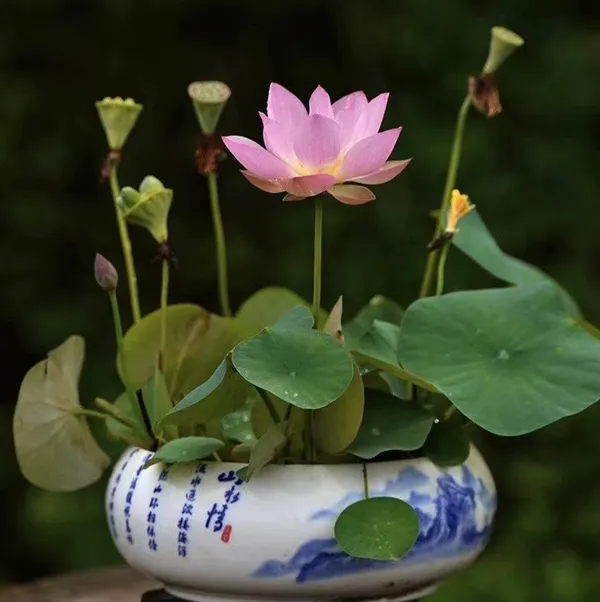 Hybrid_Japanese_Bonsai_Lotus_Seeds_|_🔥FLAT_58%_OFF_SALE🔥