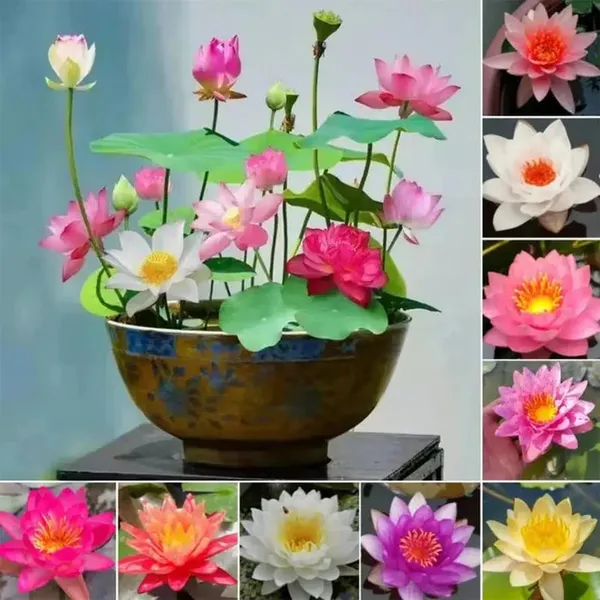 Hybrid_Japanese_Bonsai_Lotus_Seeds_|_🔥FLAT_58%_OFF_SALE🔥