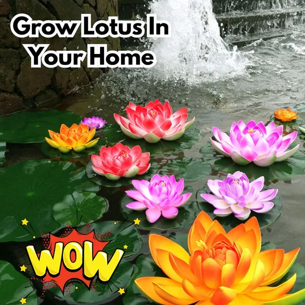 Hybrid_Japanese_Bonsai_Lotus_Seeds_|_🔥FLAT_58%_OFF_SALE🔥