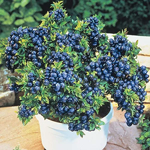 Giant_Blueberry_Fruit_Seeds_|_🫐_Flat_50%_Saving🫐