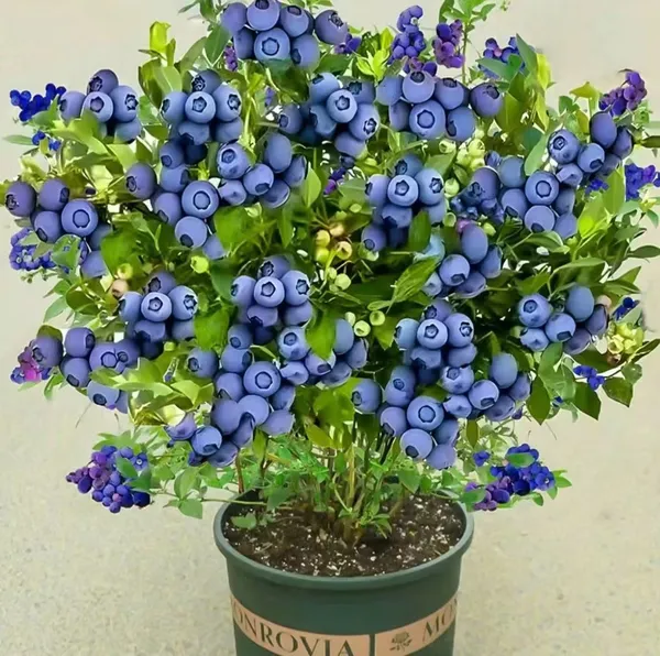 Giant_Blueberry_Fruit_Seeds_|_🫐_Flat_50%_Saving🫐