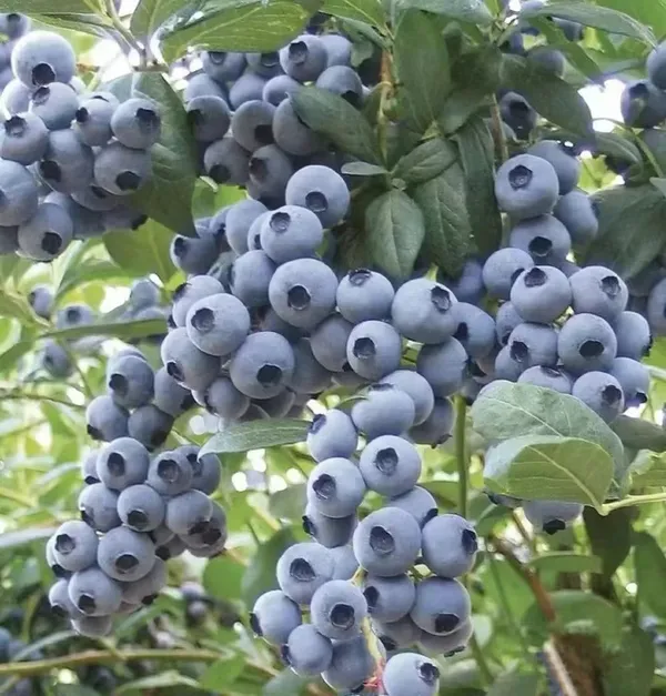 Giant_Blueberry_Fruit_Seeds_|_🫐_Flat_50%_Saving🫐