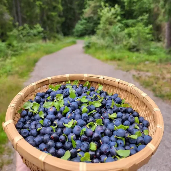 Giant_Blueberry_Fruit_Seeds_|_🫐_Flat_50%_Saving🫐