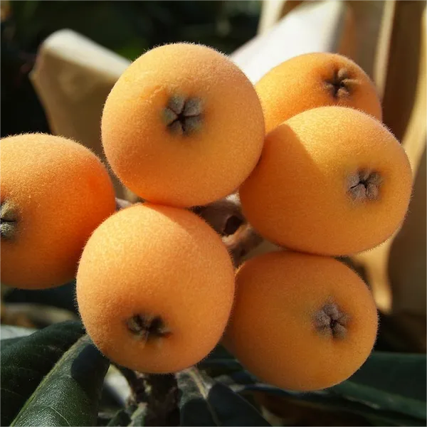 Five-star_Loquat_Seeds_|_🍑Flat_50%_Saving🍑