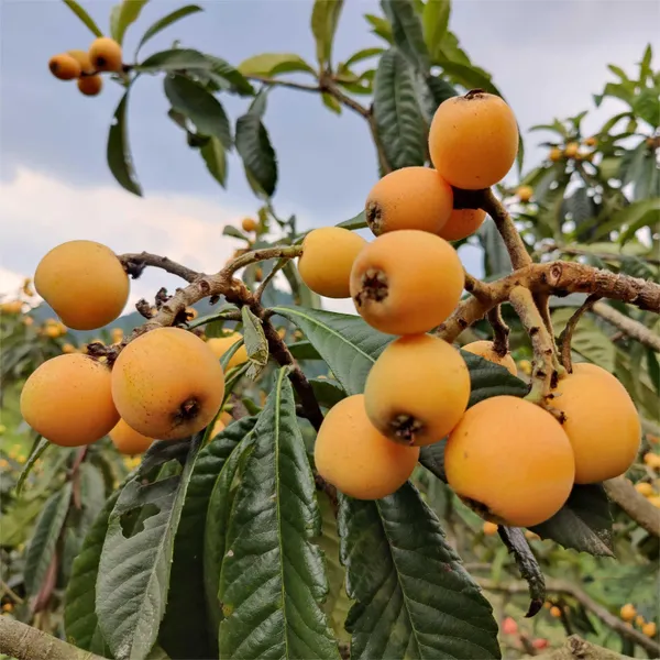 Five-star_Loquat_Seeds_|_🍑Flat_50%_Saving🍑