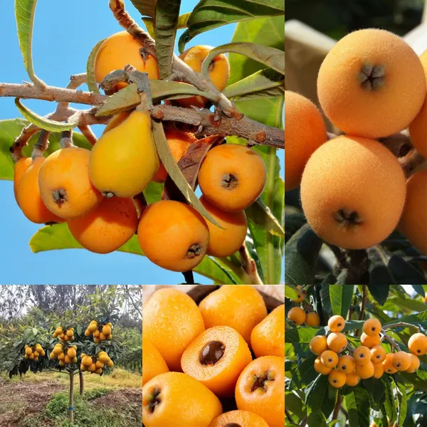 Five-star_Loquat_Seeds_|_🍑Flat_50%_Saving🍑