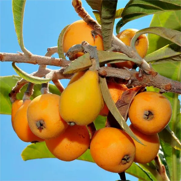 Five-star_Loquat_Seeds_|_🍑Flat_50%_Saving🍑