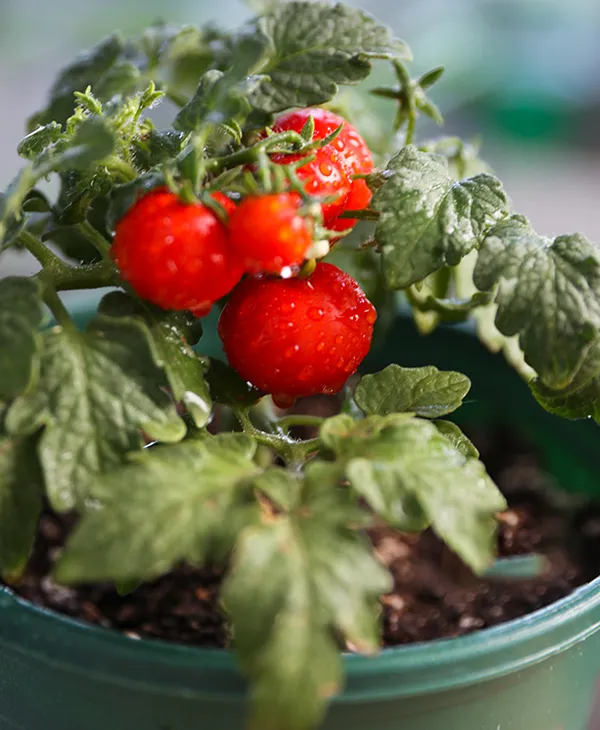 Dwarf_Tomatoes_Seeds_|_🍅_Flat_50%_Saving🍅