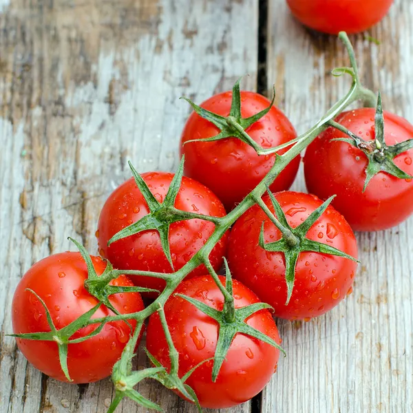 Dwarf_Tomatoes_Seeds_|_🍅_Flat_50%_Saving🍅