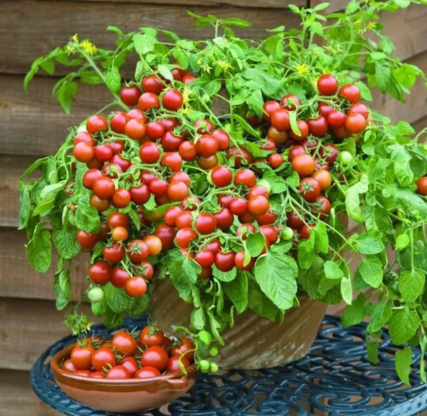 Dwarf_Tomatoes_Seeds_|_🍅_Flat_50%_Saving🍅