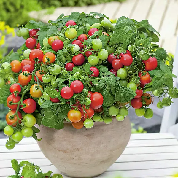 Dwarf_Tomatoes_Seeds_|_🍅_Flat_50%_Saving🍅