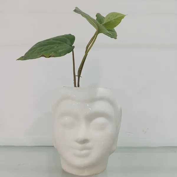 Buddha_Head_Ceramic_Planter