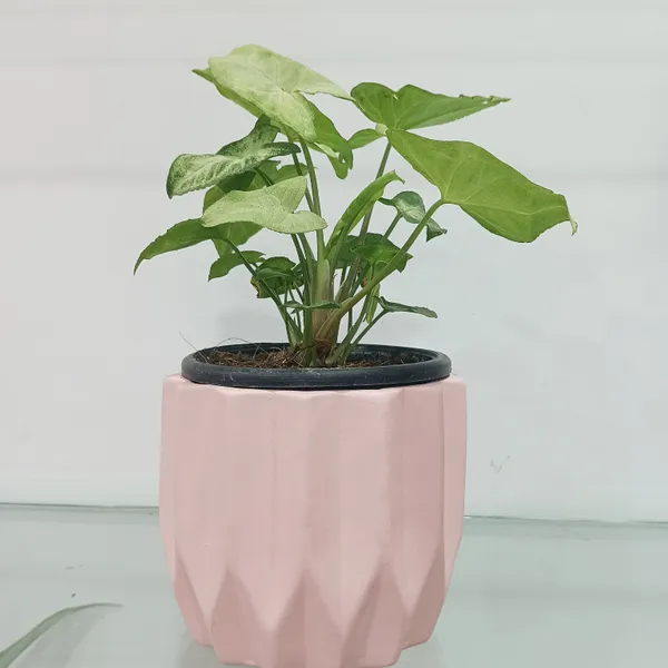 Procelain_Bloom__ceremic_planter
