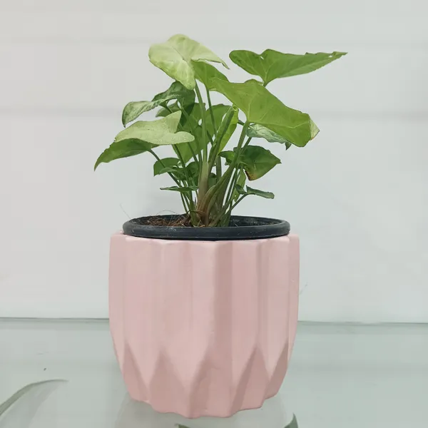 Procelain_Bloom__ceremic_planter