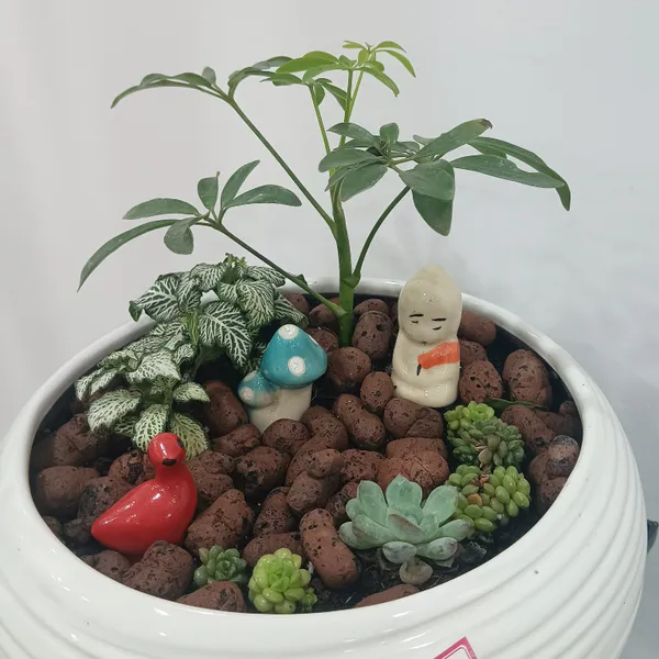 Miniature_Garden_Ceramic_And_Live_Plants_Bonsai_Planter
