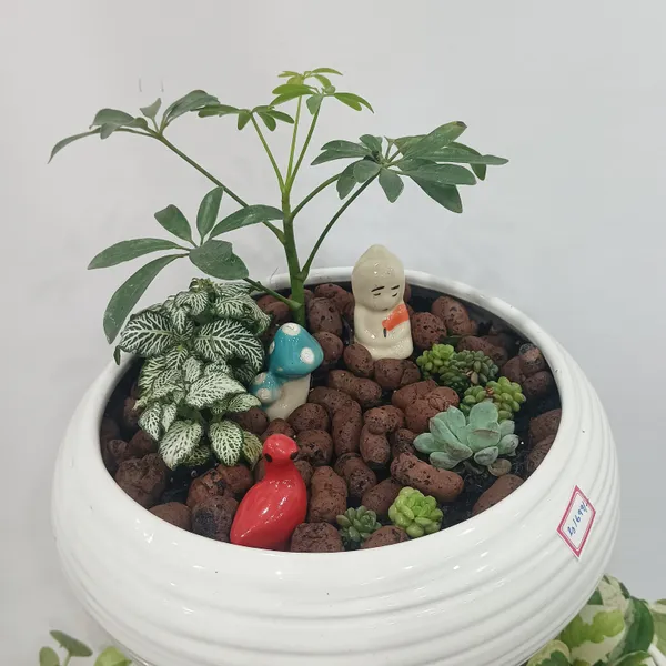 Miniature_Garden_Ceramic_And_Live_Plants_Bonsai_Planter