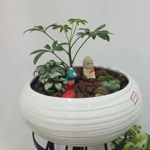 Miniature_Garden_Ceramic_And_Live_Plants_Bonsai_Planter