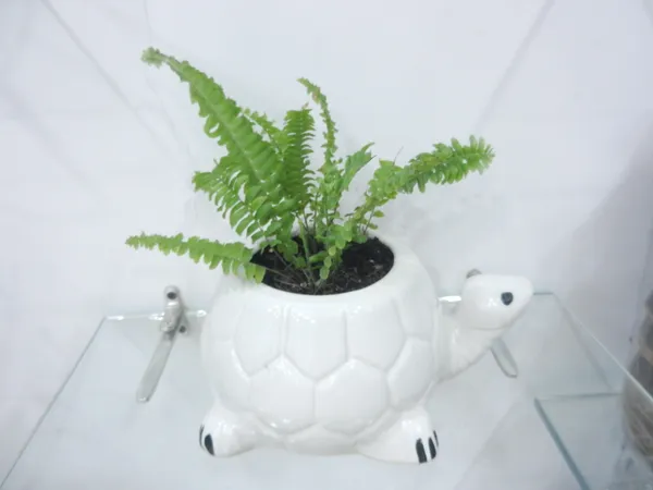 Kurma_Shanta_tortoise_ceremic_planter_white