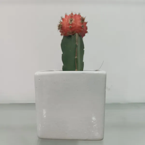 Red_Moon_Cactus_Live_Plants