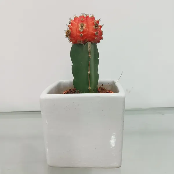 Red_Moon_Cactus_Live_Plants