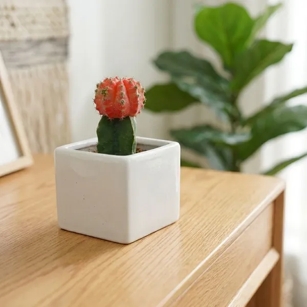 Red_Moon_Cactus_Live_Plants
