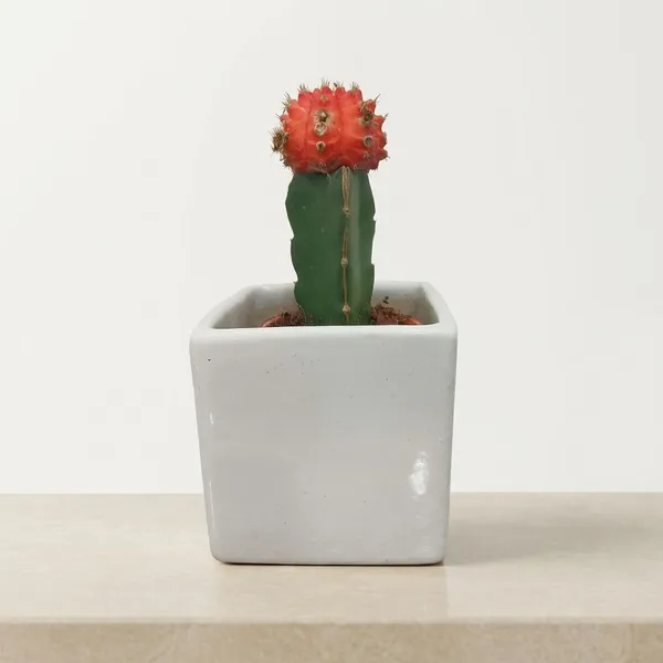 Red_Moon_Cactus_Live_Plants