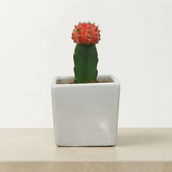 Red_Moon_Cactus_Live_Plants