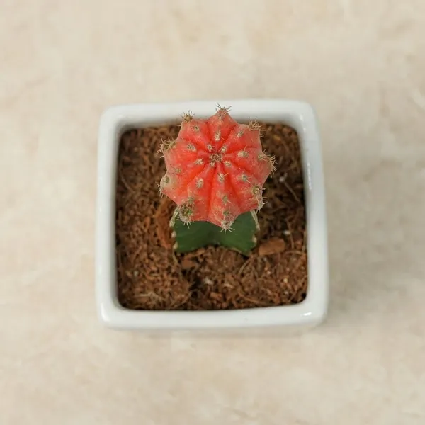 Red_Moon_Cactus_Live_Plants