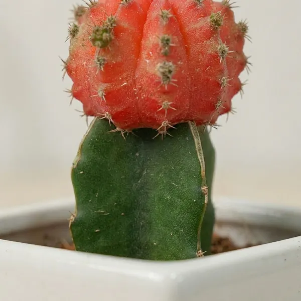 Red_Moon_Cactus_Live_Plants