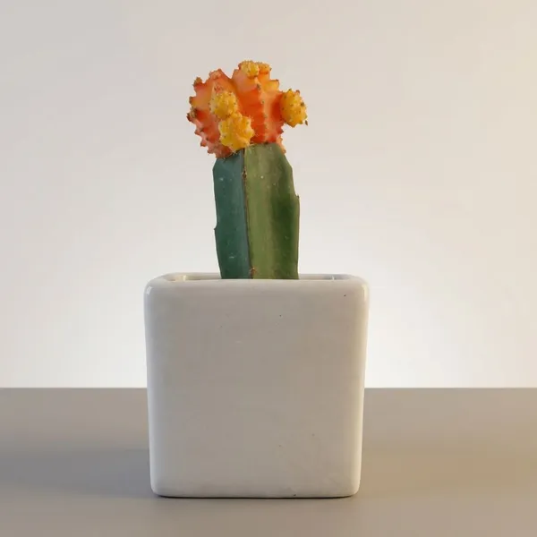 Yellow_Live_Plants_Moon_Cactus