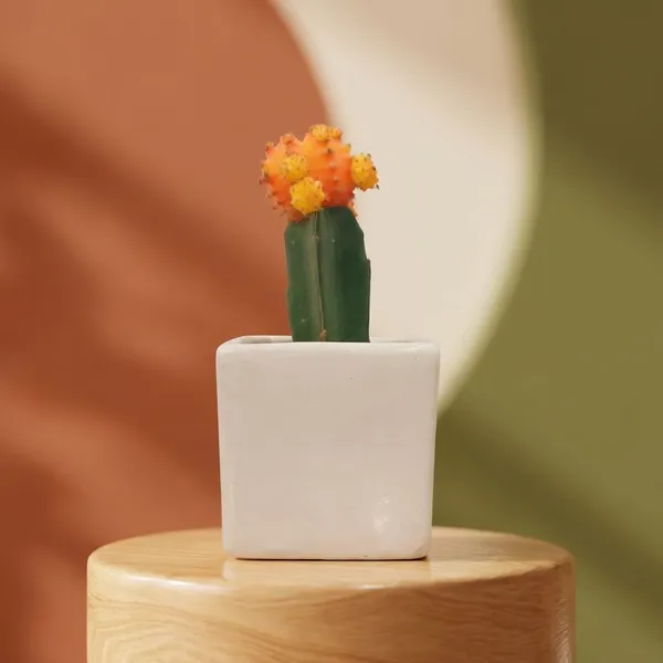 Yellow_Live_Plants_Moon_Cactus