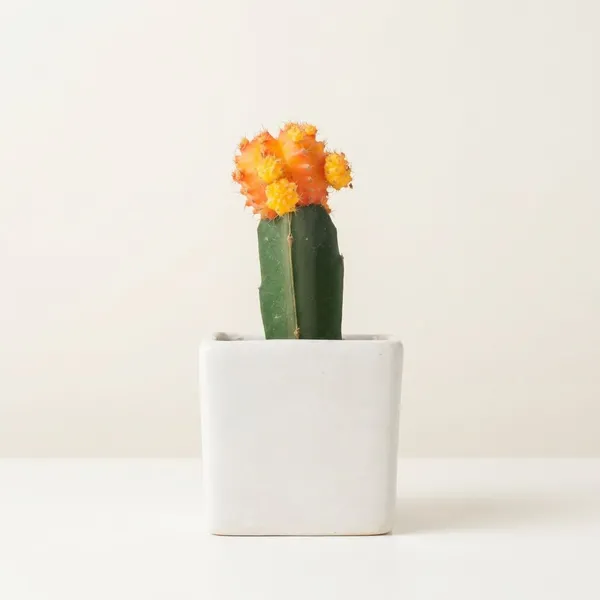 Yellow_Live_Plants_Moon_Cactus