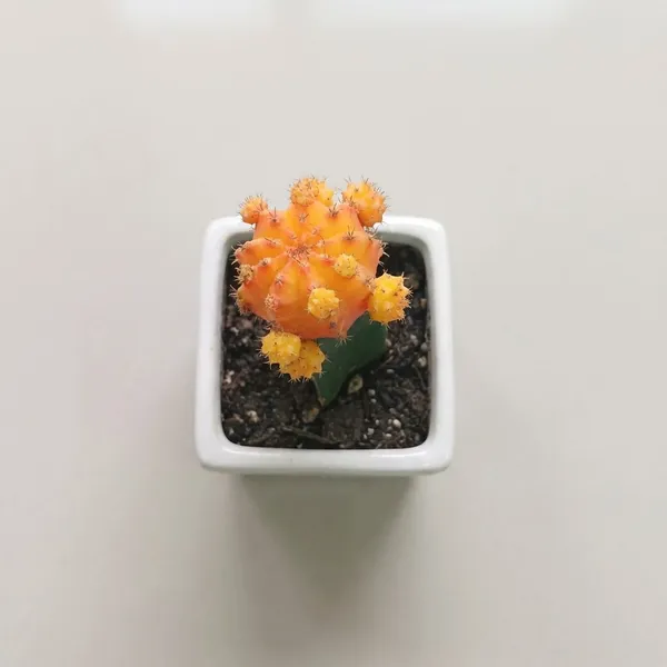 Yellow_Live_Plants_Moon_Cactus