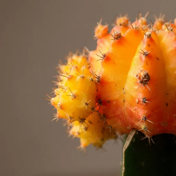 Yellow_Live_Plants_Moon_Cactus