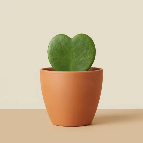 Hoya_Plant_Green_Live