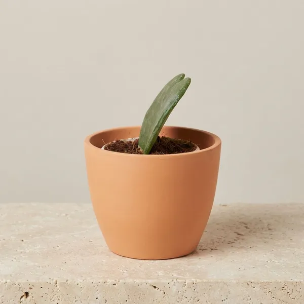 Hoya_Plant_Green_Live