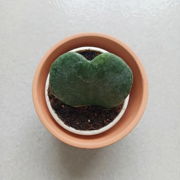Hoya_Plant_Green_Live