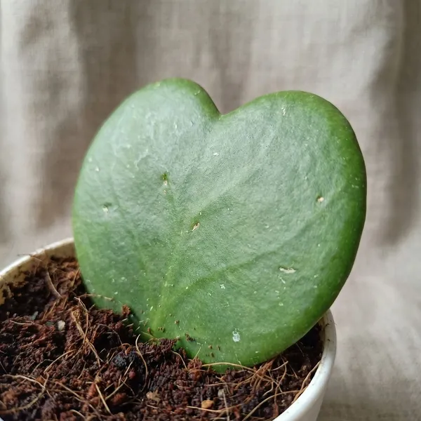 Hoya_Plant_Green_Live
