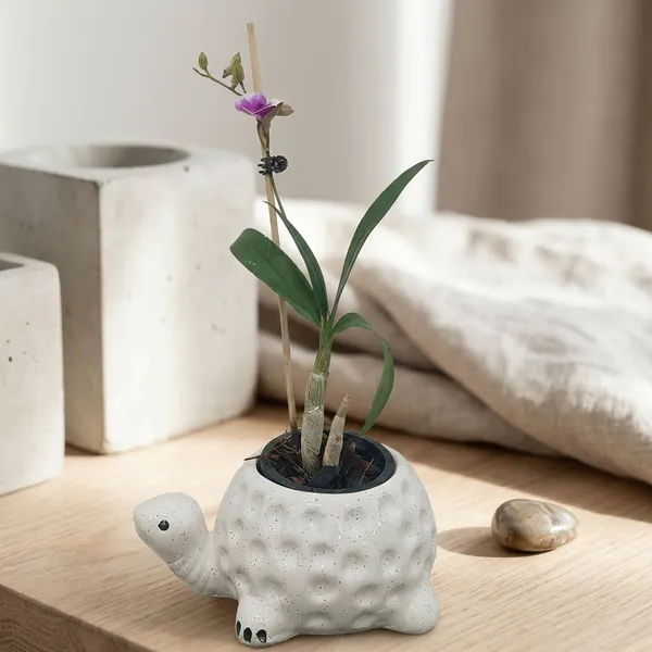 Dendrobium_Orchid_In_Tortoise_Planter